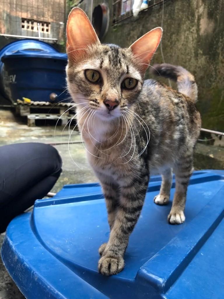 Bonequinha, gata de porte pequeno para adoção em São Luís - MA