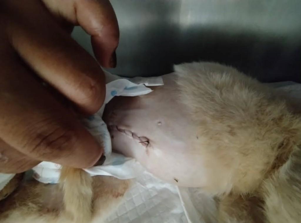 Yuri, gato de porte pequeno para adoção em Monte Castelo - SP