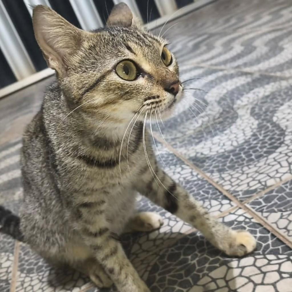 Ritinha, gata de porte pequeno para adoção em São Luís - MA