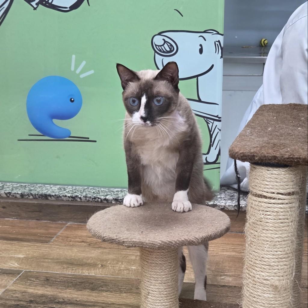 Sophie, gata de porte pequeno para adoção em São Luís - MA