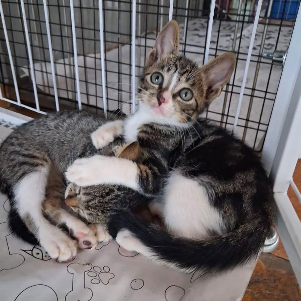 Tito, gato de porte pequeno para adoção em São Luís - MA