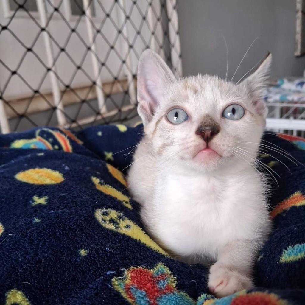 Lilo, gata de porte pequeno para adoção em São Luís - MA