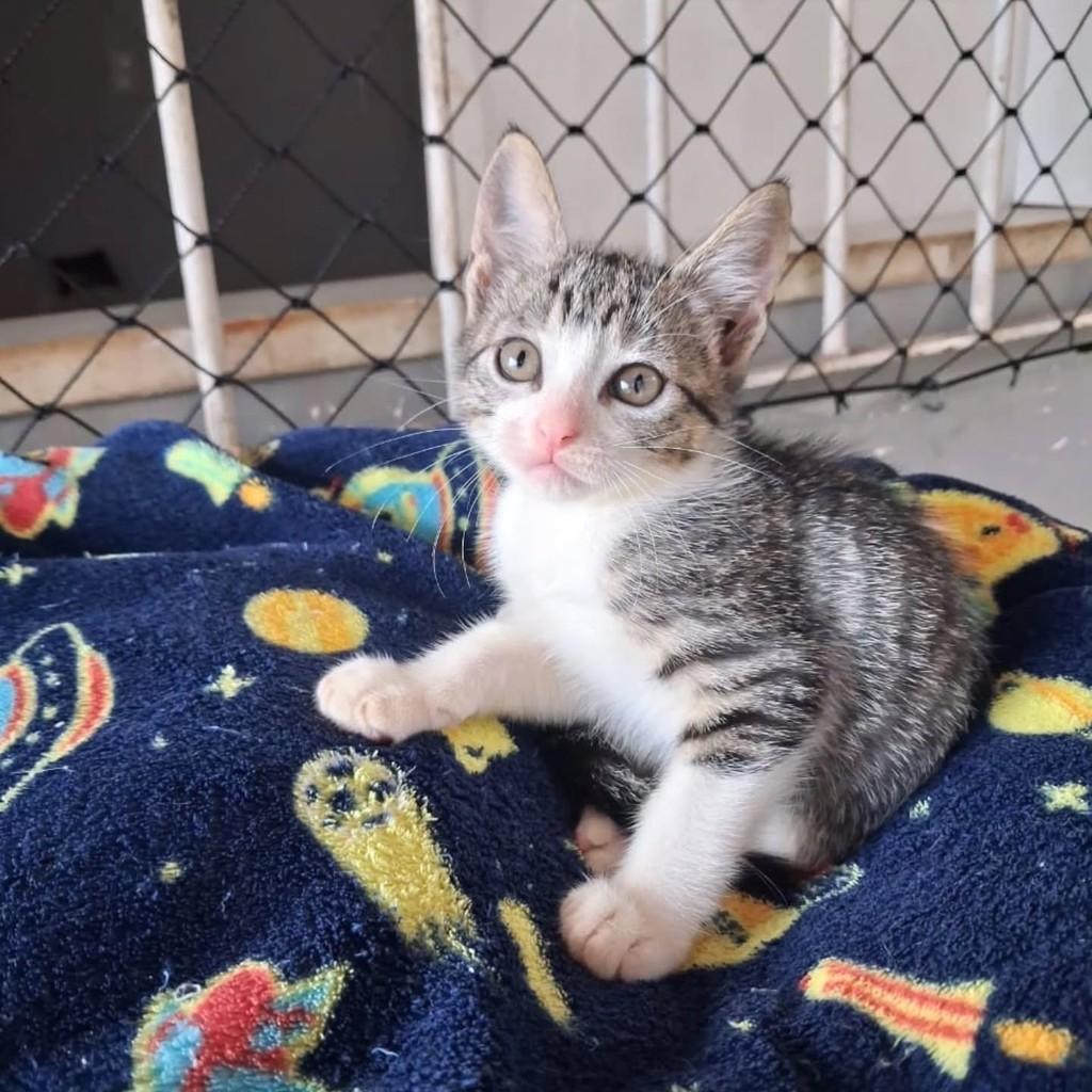 Mila, gata de porte pequeno para adoção em São Luís - MA