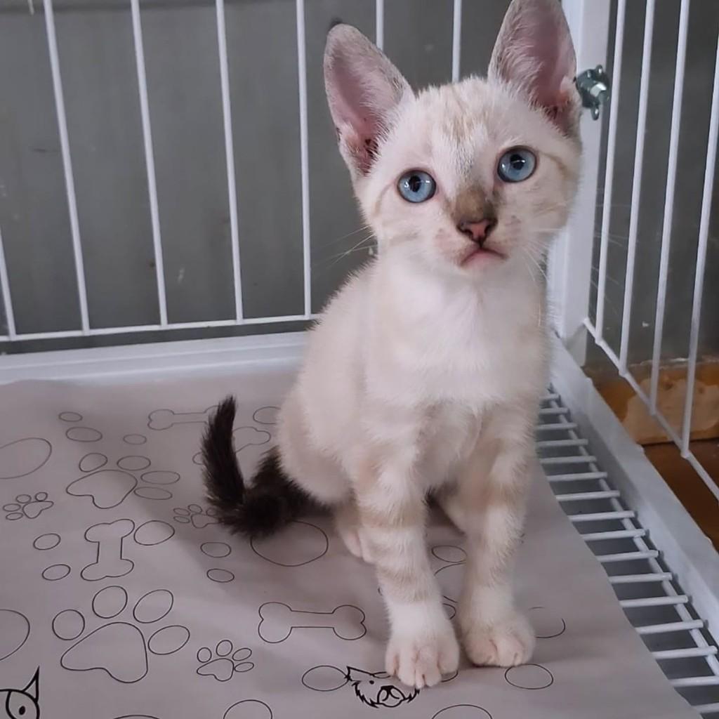 Bela, gata de porte pequeno para adoção em São Luís - MA