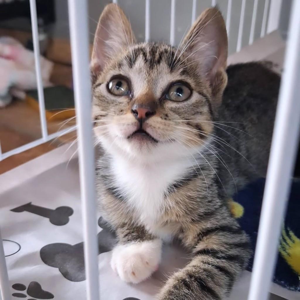 Tina, gata de porte pequeno para adoção em São Luís - MA