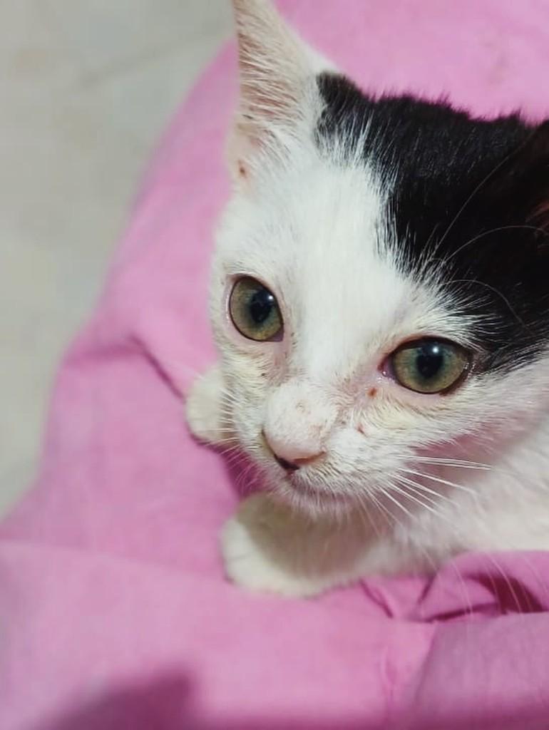 Reviver (Revi), gata de porte pequeno para adoção em São Luís - MA