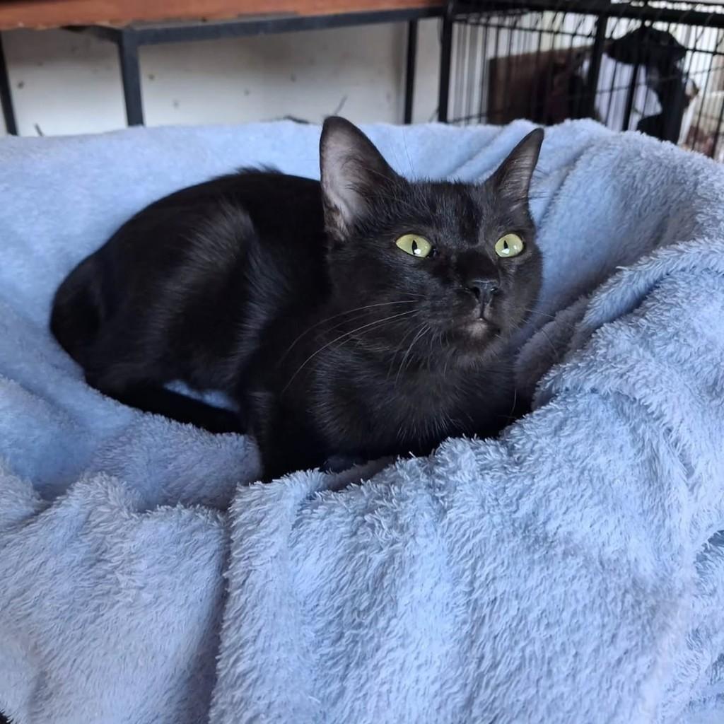 Amora, gata de porte pequeno para adoção em São Luís - MA