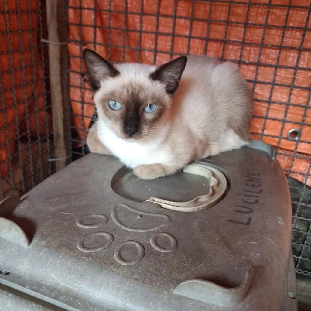 Ana Maria, gata de porte pequeno para adoção em São Luís - MA