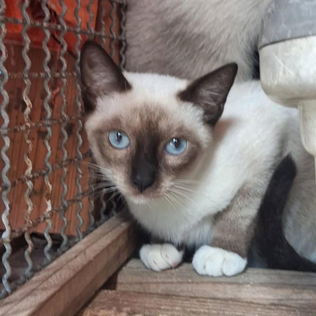 Ana Paula, gato de porte pequeno para adoção em São Luís - MA