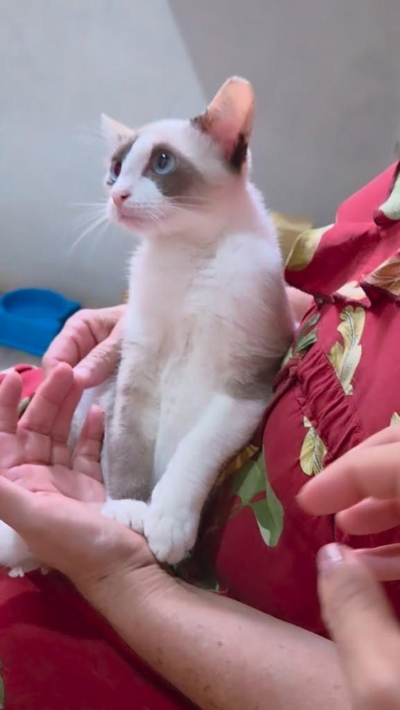 Bárbara, gata de porte pequeno para adoção em São Luís - MA
