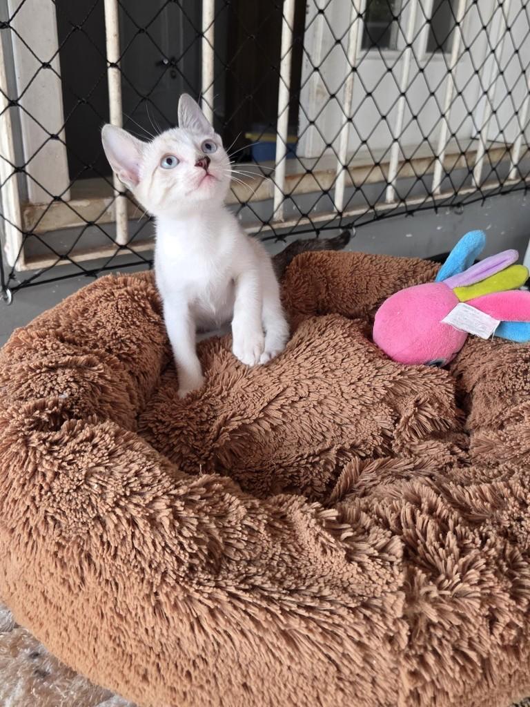 Juca, gato de porte pequeno para adoção em São Luís - MA