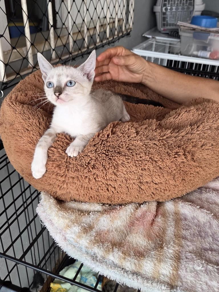 Luma, gato de porte pequeno para adoção em São Luís - MA