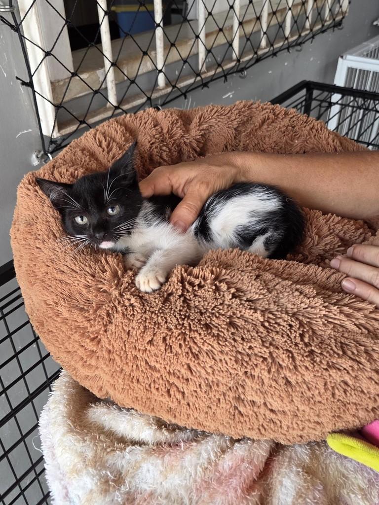 Lana, gata de porte pequeno para adoção em São Luís - MA