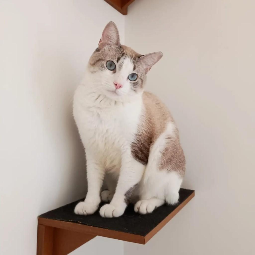Luffy, gato de porte médio para adoção em São Luís - MA