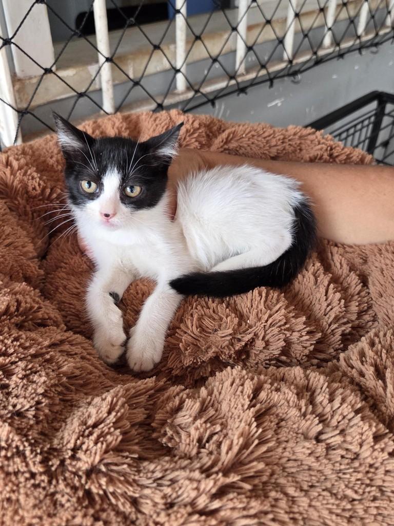 Lud, gata de porte pequeno para adoção em São Luís - MA