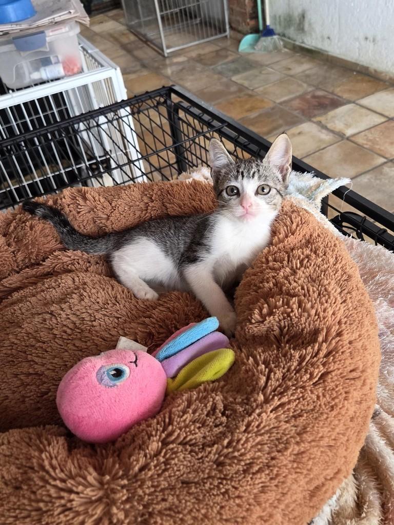 Laurinha, gata de porte pequeno para adoção em São Luís - MA