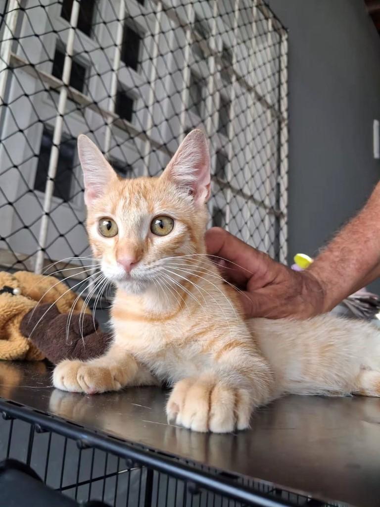 Caio, gato de porte pequeno para adoção em São Luís - MA