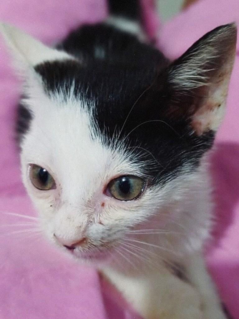 Reviver, gata de porte pequeno para adoção em São Luís - MA