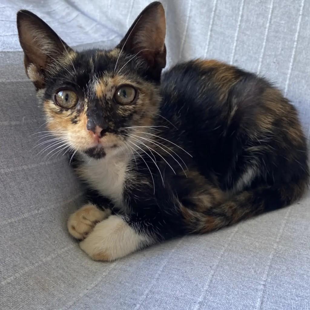 Fofinha, gato de porte pequeno para adoção em São Luís - MA
