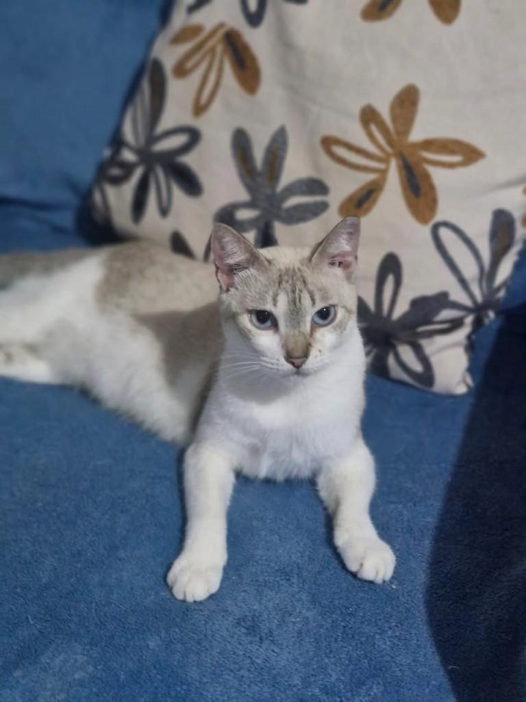 Felipa, gata de porte pequeno para adoção em São Luís - MA