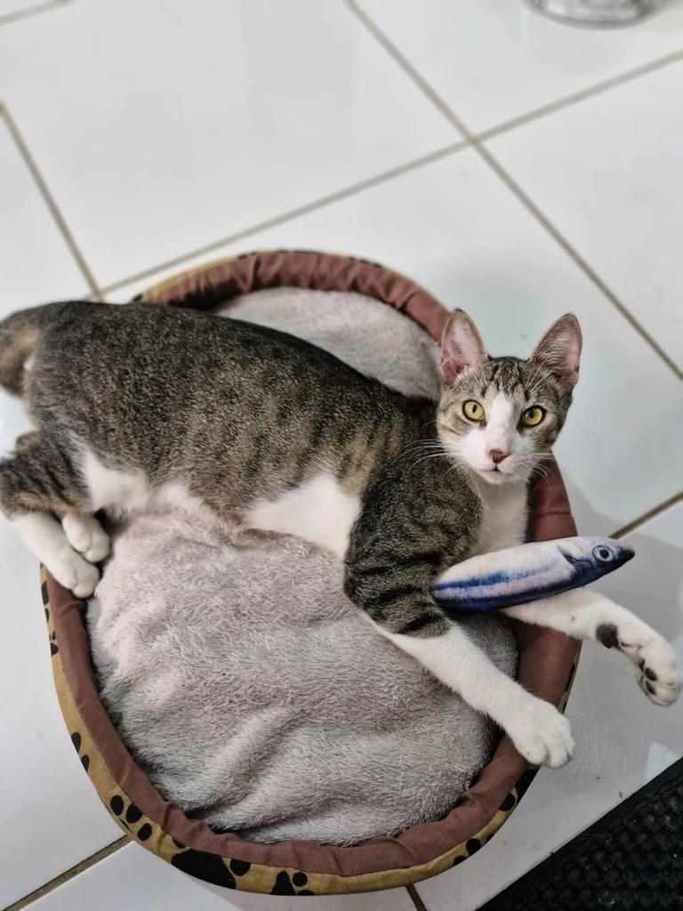 Lenon, gato de porte pequeno para adoção em São Luís - MA