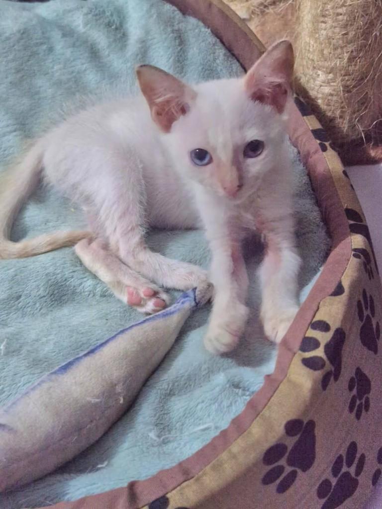 Vandinha, gata de porte pequeno para adoção em São Luís - MA