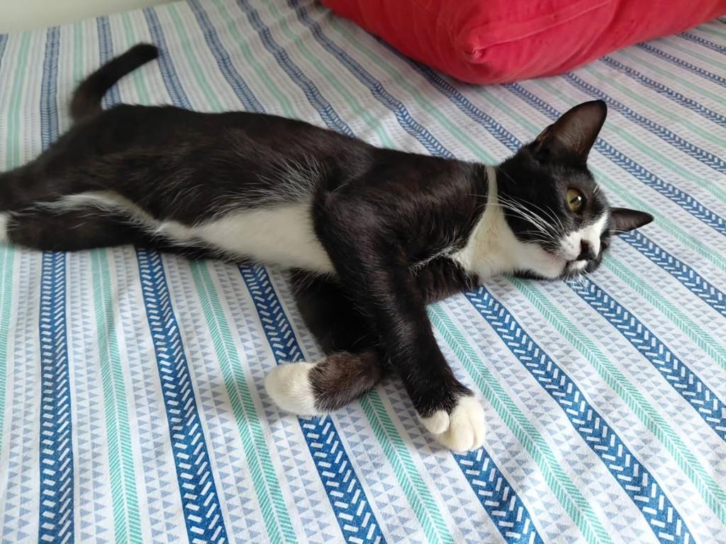 Frajolinha, gato de porte pequeno para adoção em São Luís - MA