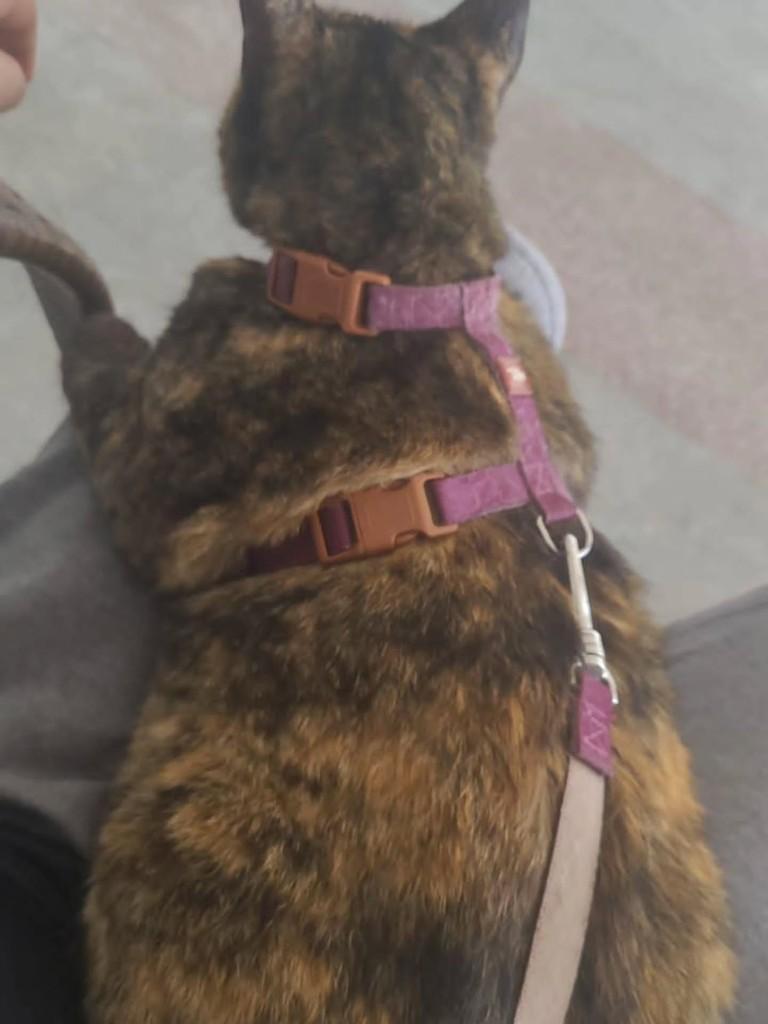Katarina, gato de porte médio para adoção em São Luís - MA