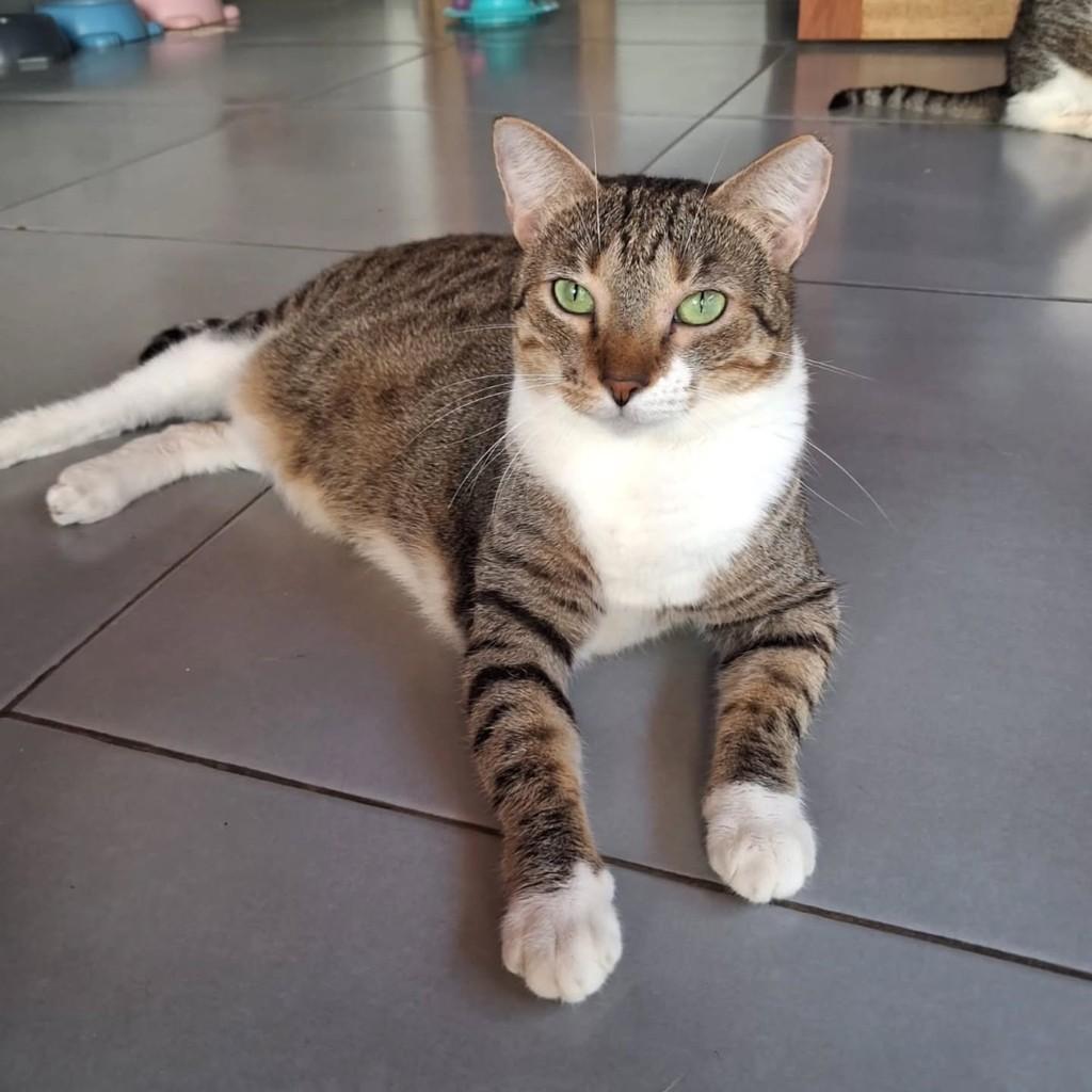 Léia, gata de porte médio para adoção em São Luís - MA