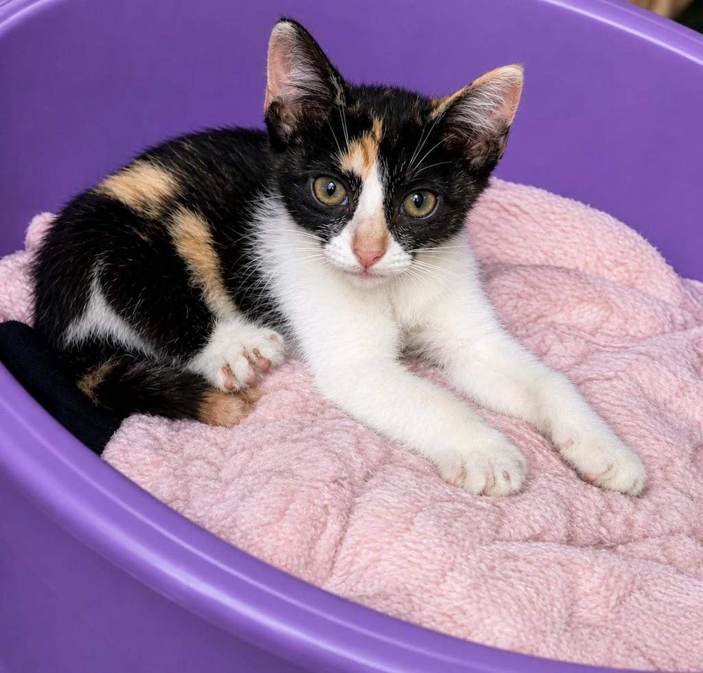 Francisquinha, gata de porte pequeno para adoção em São Luís - MA