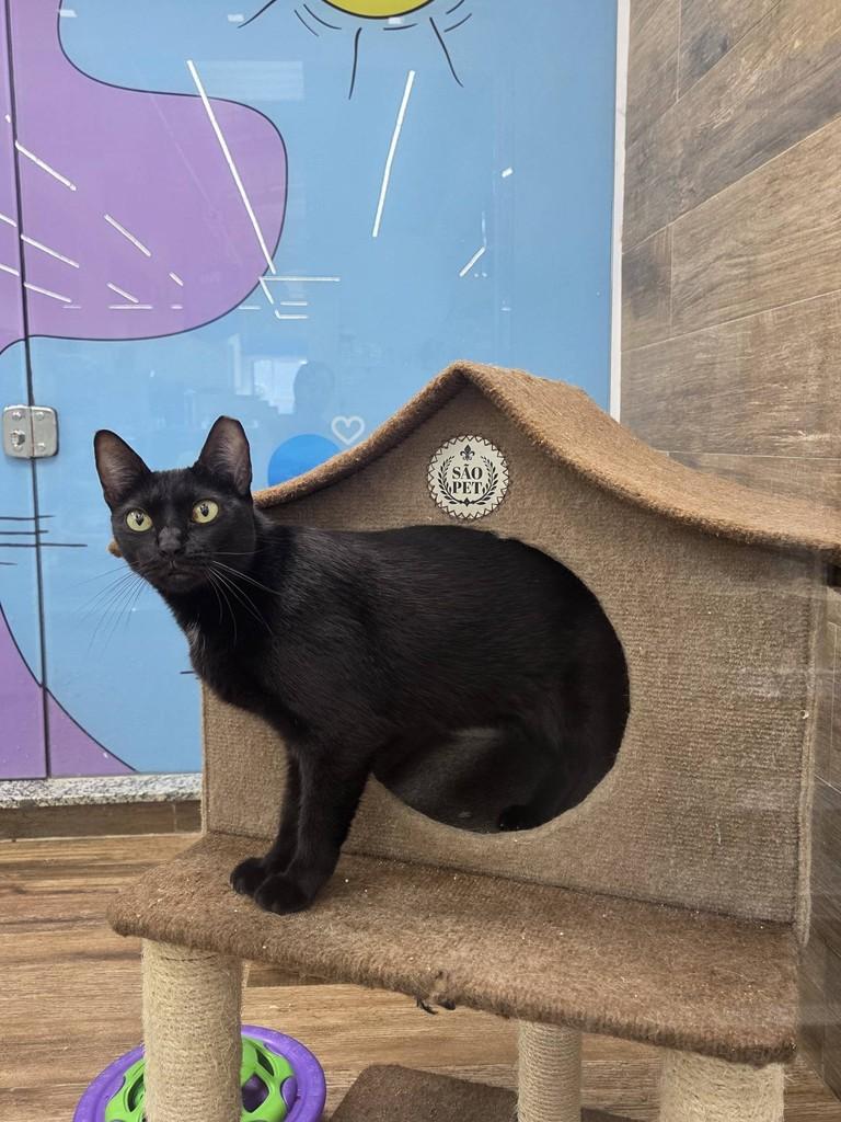 Estela, gata de porte pequeno para adoção em São Luís - MA