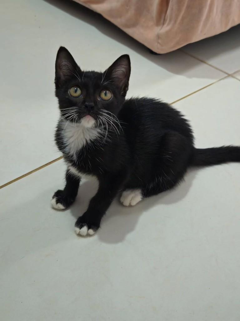 Pan, gata de porte pequeno para adoção em São Luís - MA