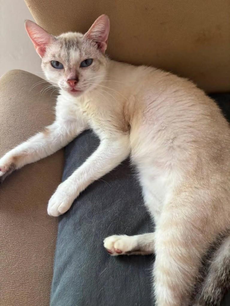 Jasmim, gato de porte pequeno para adoção em São Luís - MA