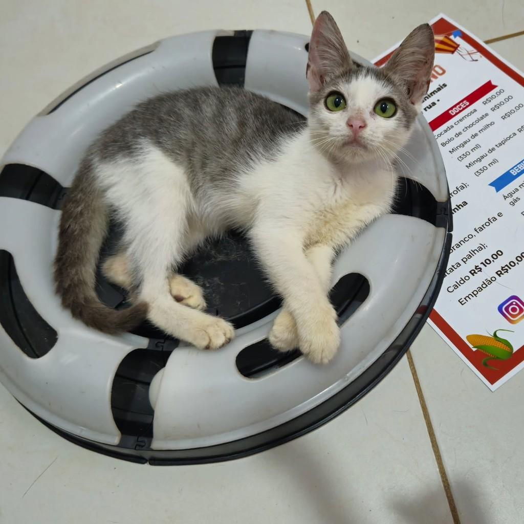 Babalu, gata de porte pequeno para adoção em São Luís - MA