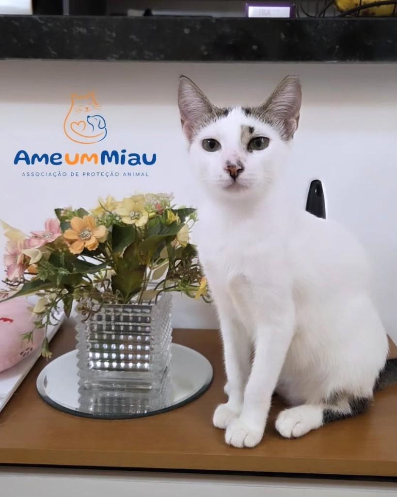 Eloá, gata de porte pequeno para adoção em São Luís - MA