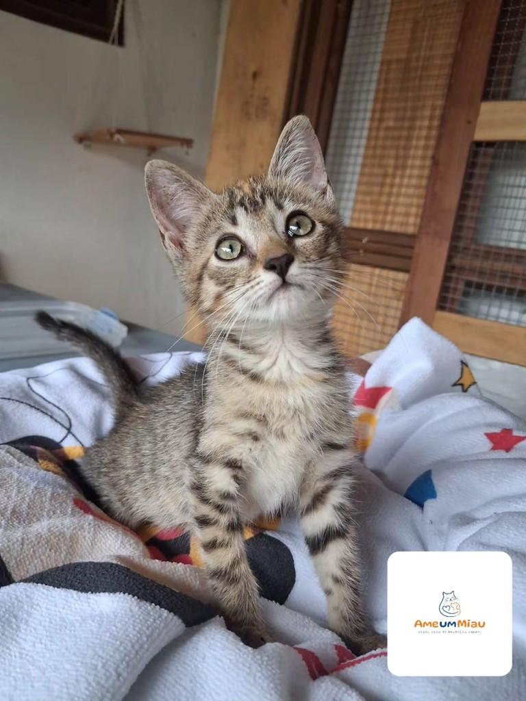Margarete, gata de porte pequeno para adoção em São Luís - MA