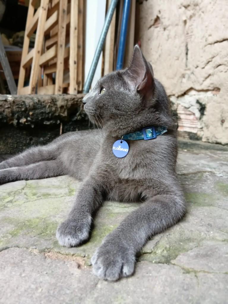 Floriano, gato de porte médio para adoção em São Luís - MA