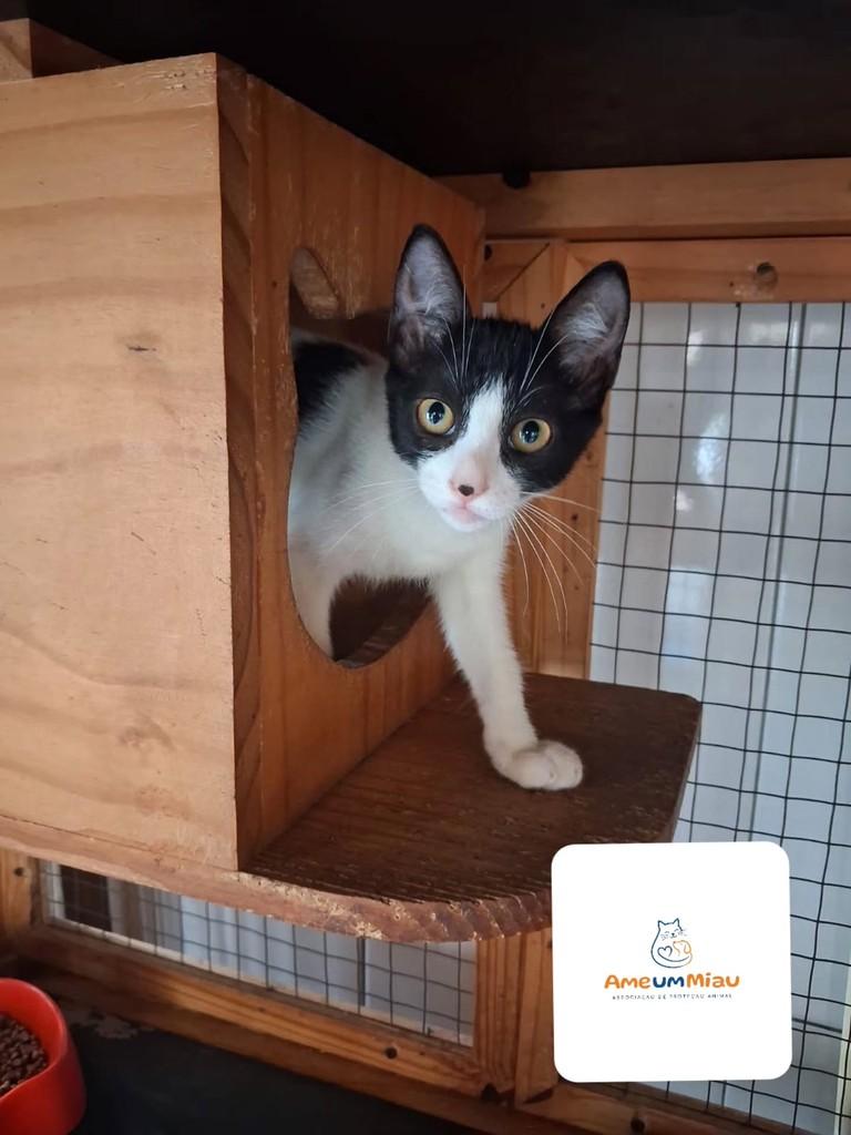 Isabella, gato de porte pequeno para adoção em São Luís - MA