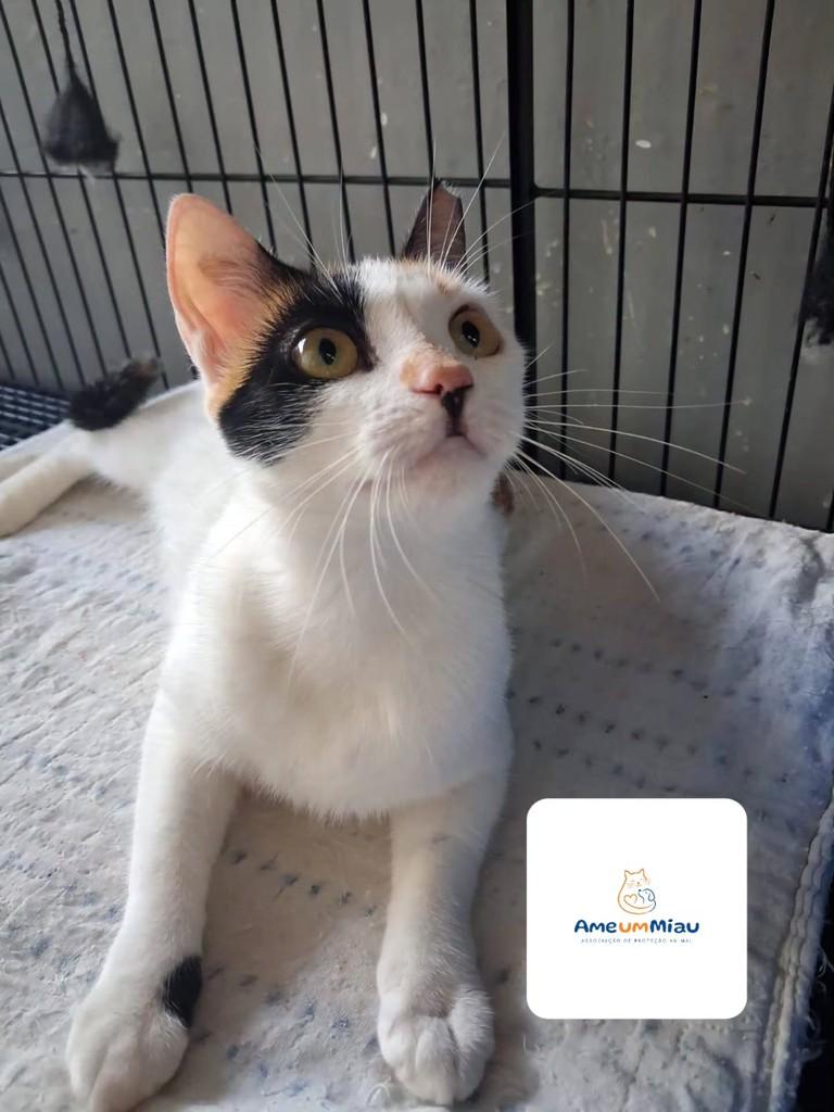 Bianca, gato de porte pequeno para adoção em São Luís - MA