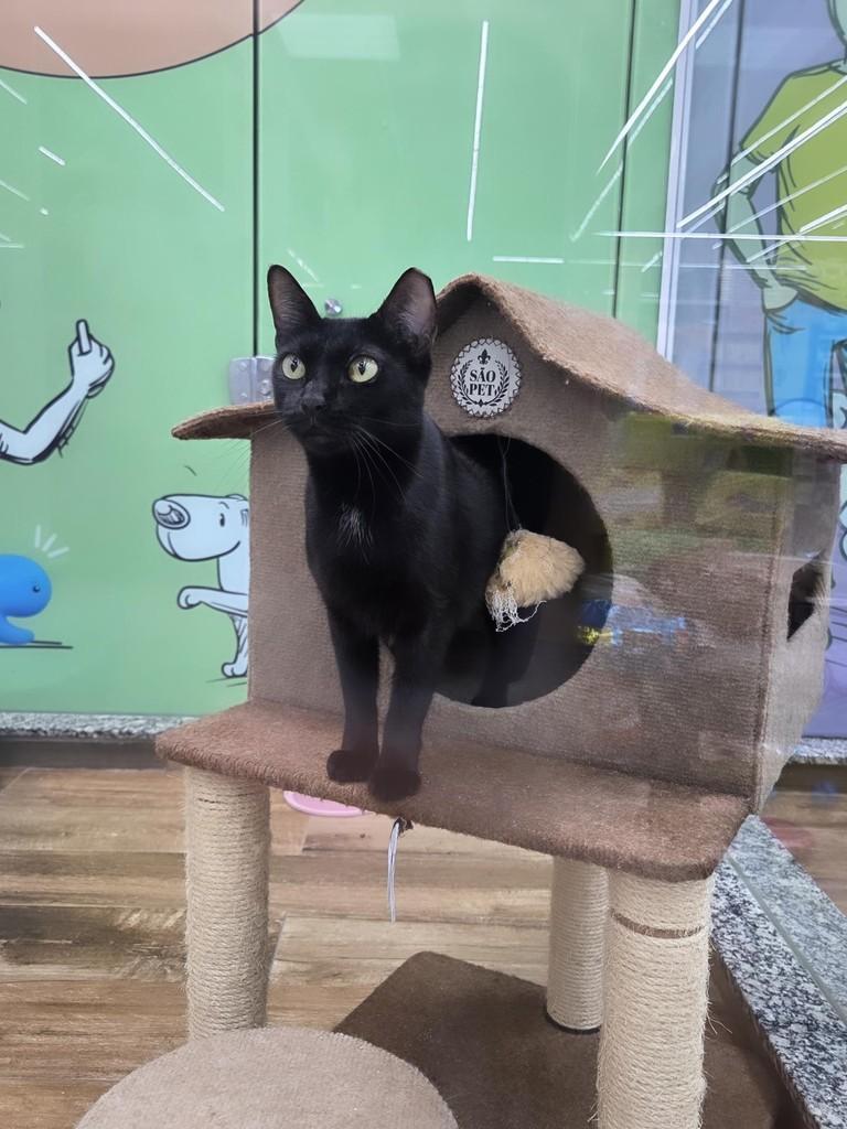 Estelinha, gato de porte pequeno para adoção em São Luís - MA