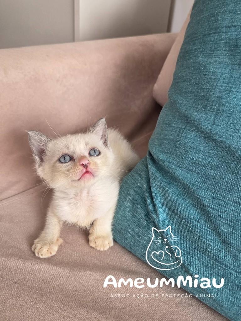 Pipoquinha, gato de porte pequeno para adoção em São Luís - MA