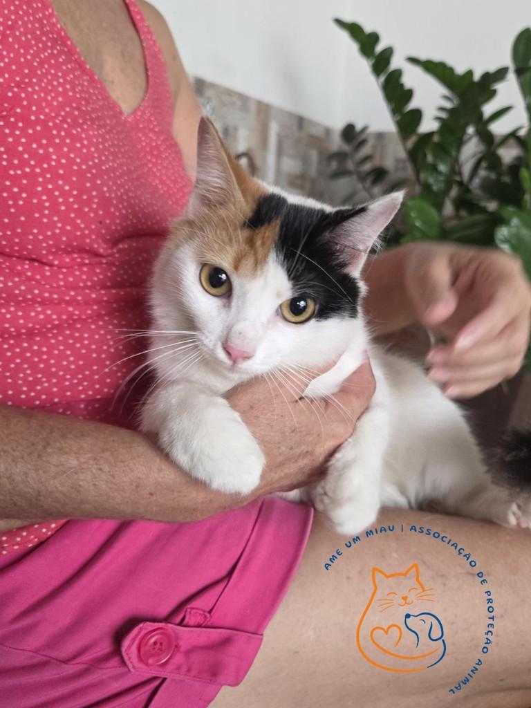 Lívia, gata de porte pequeno para adoção em São Luís - MA