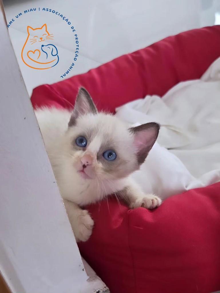 Paçoca, gato de porte pequeno para adoção em São Luís - MA
