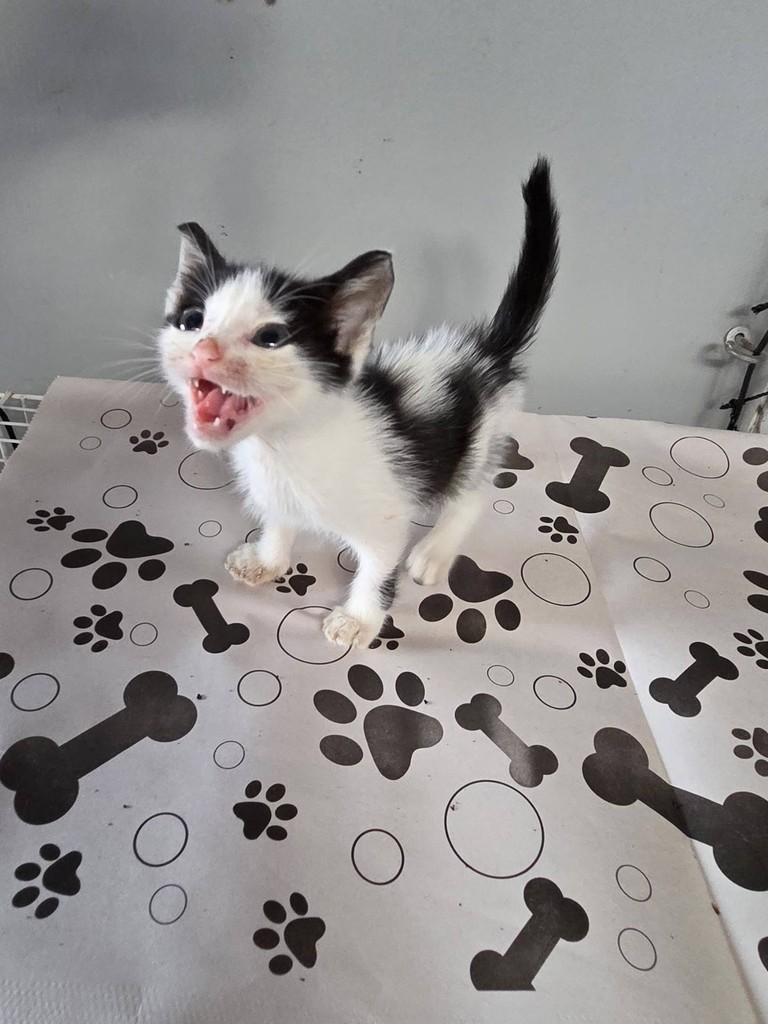 Mini gato escandaloso, gato de porte pequeno para adoção em São Luís - MA
