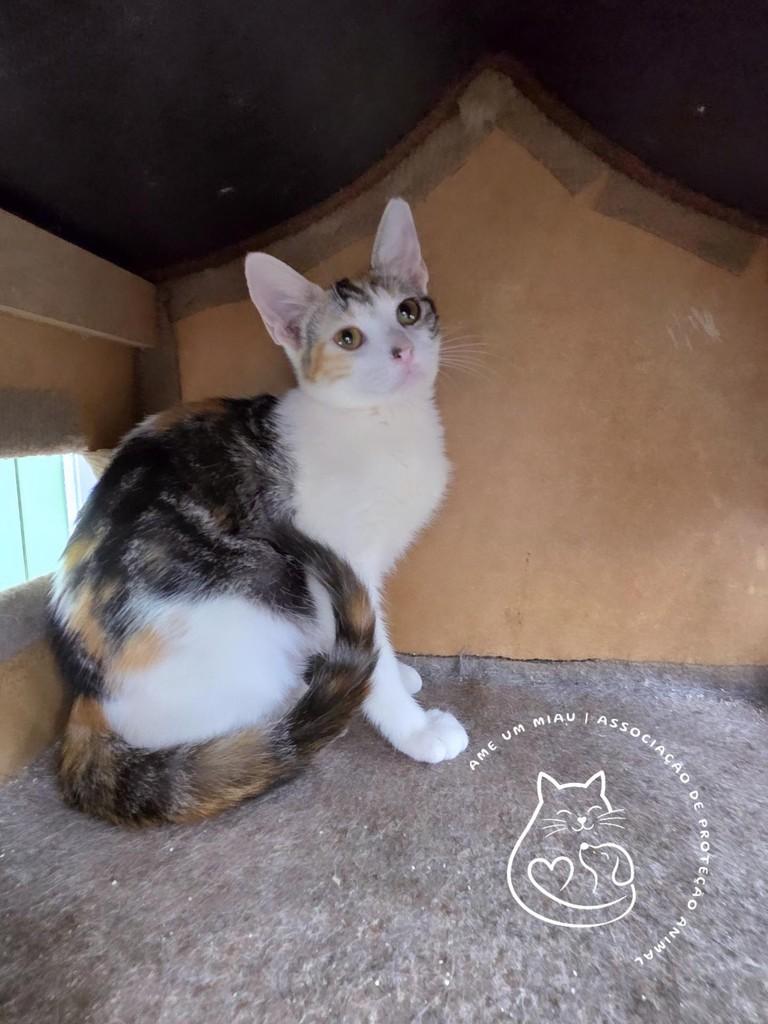 Frida, gato de porte pequeno para adoção em São Luís - MA