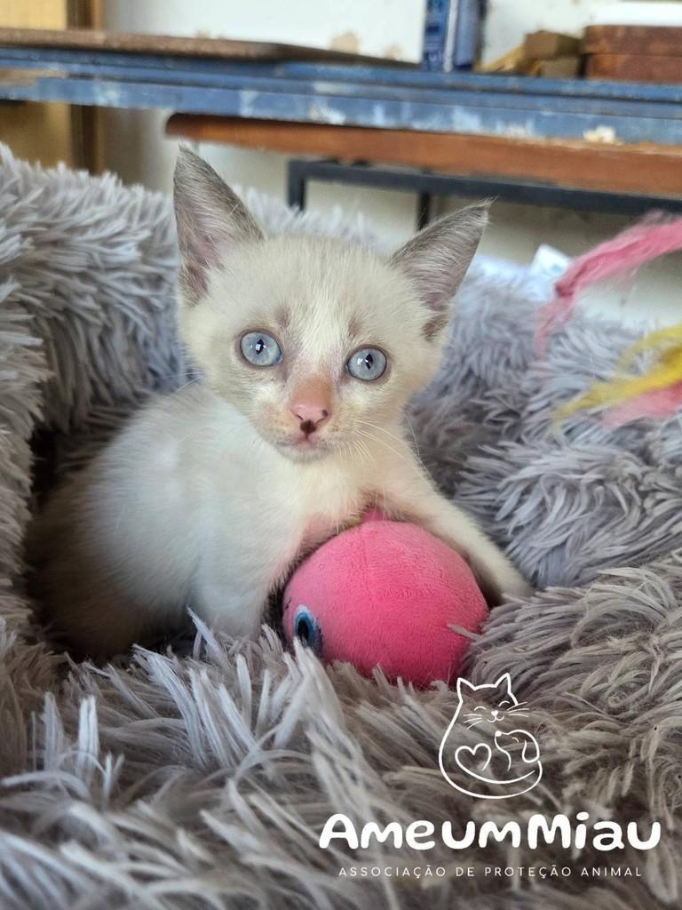 Pipoca, gato de porte pequeno para adoção em São Luís - MA