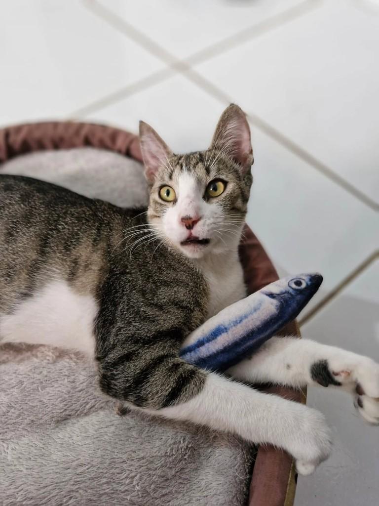 Lennon, gato de porte pequeno para adoção em São Luís - MA
