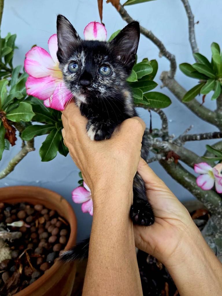 Estrelinha, gata de porte pequeno para adoção em São Luís - MA