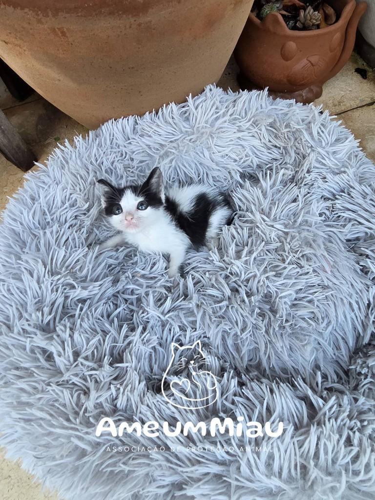 Mimo, gato de porte pequeno para adoção em São Luís - MA