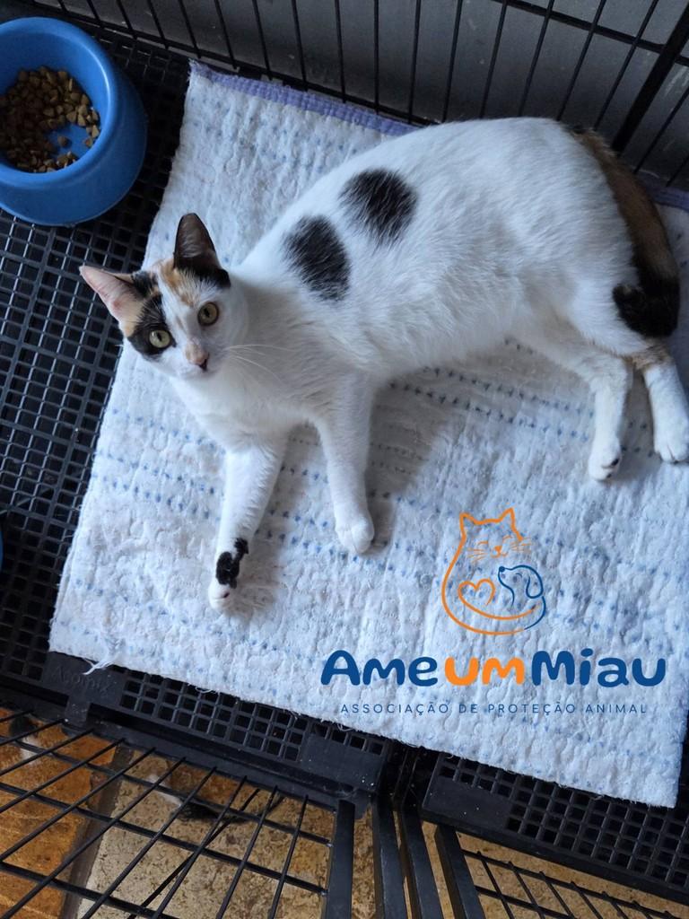 Nicoly, gata de porte pequeno para adoção em São Luís - MA